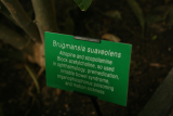 Brugmansia suaveolens hybrid RCP9-2013 092.JPG